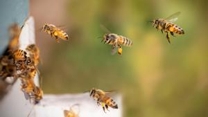 Abejas melíferas.