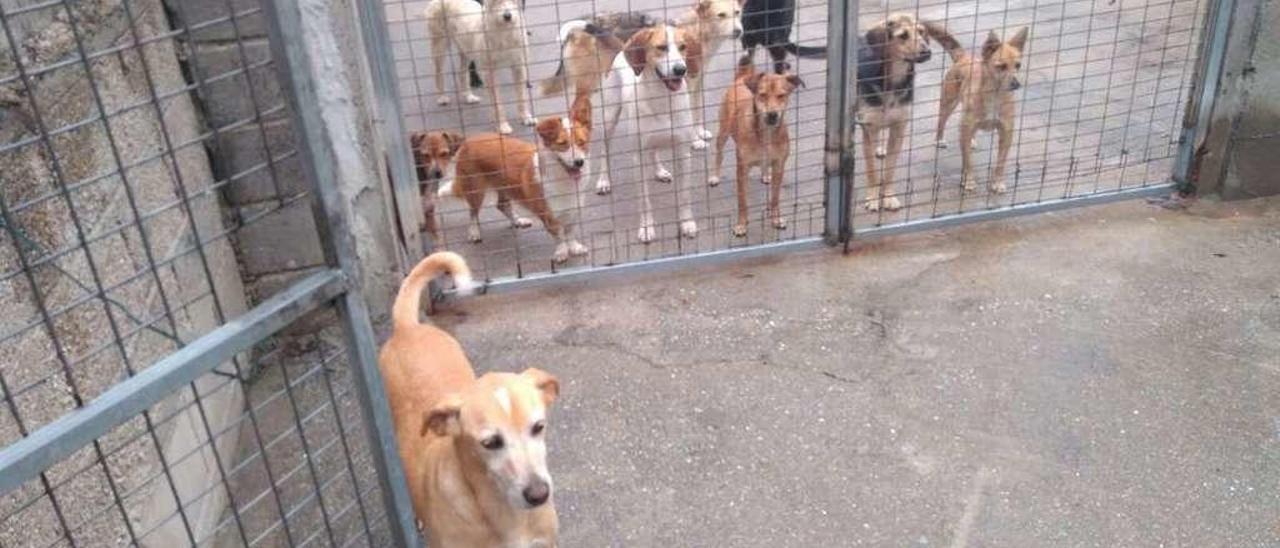 Las instalaciones no están preparadas para acoger a más de 60 perros. // S. Álvarez