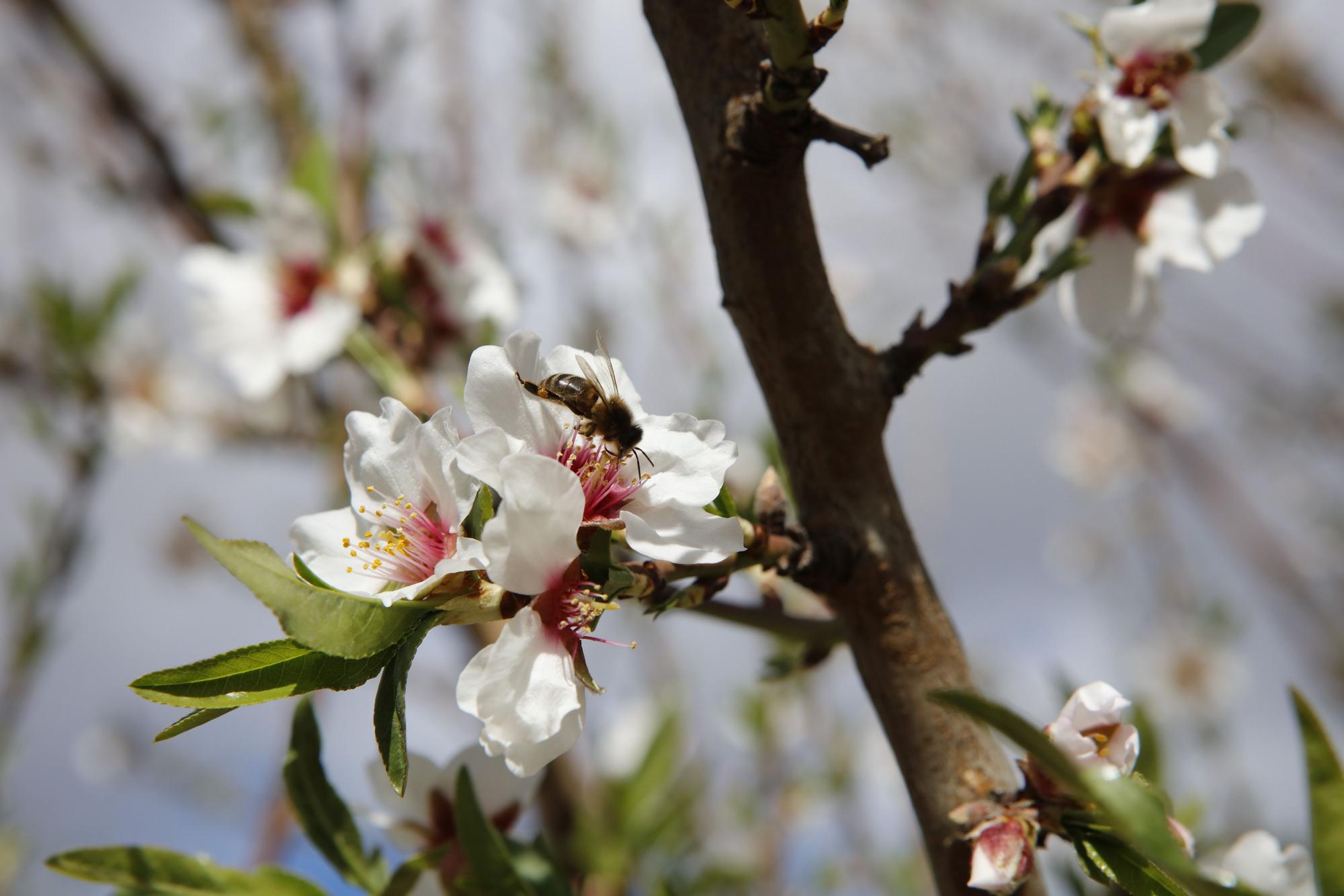 Die neue Mandelblüte und die alten Bienen