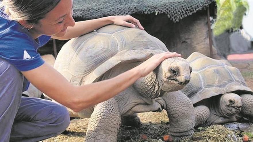 Tortugas de 63 kilos ‘habitan’ en las islas oceánicas del Oceanogràfic