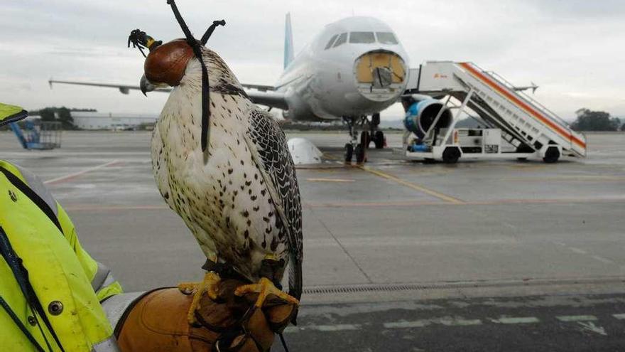 Halcón que sirve como ave de presa adiestrada en el aeropuerto de A Coruña.