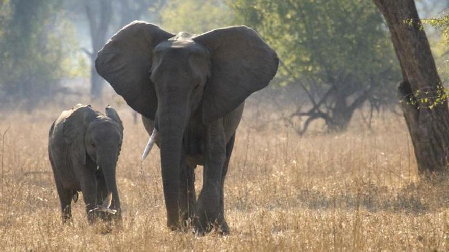 Dos turistas mueren aplastados por un elefante en Zambia cuando hacían fotos