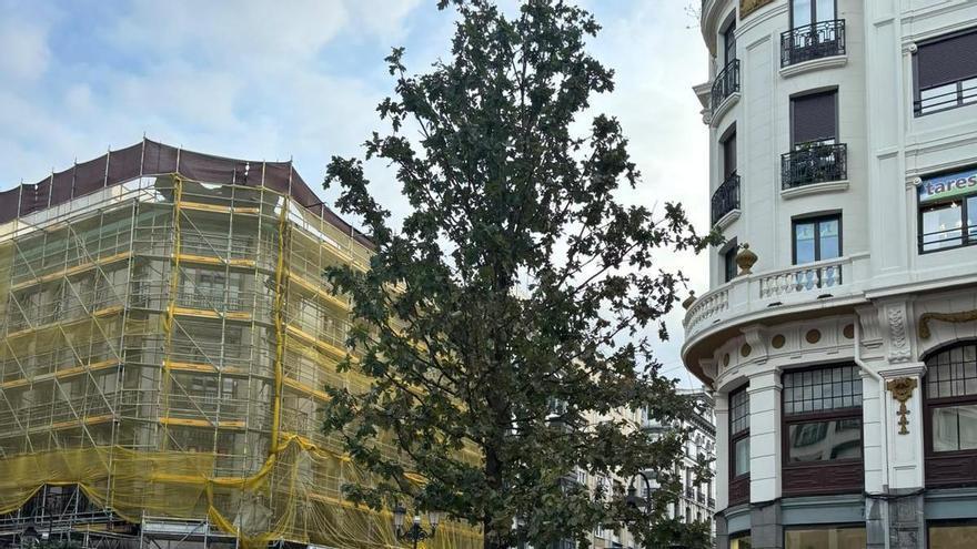 Oviedo remata con bancos y un jardín el entorno del nuevo roble de Palacio Valdés