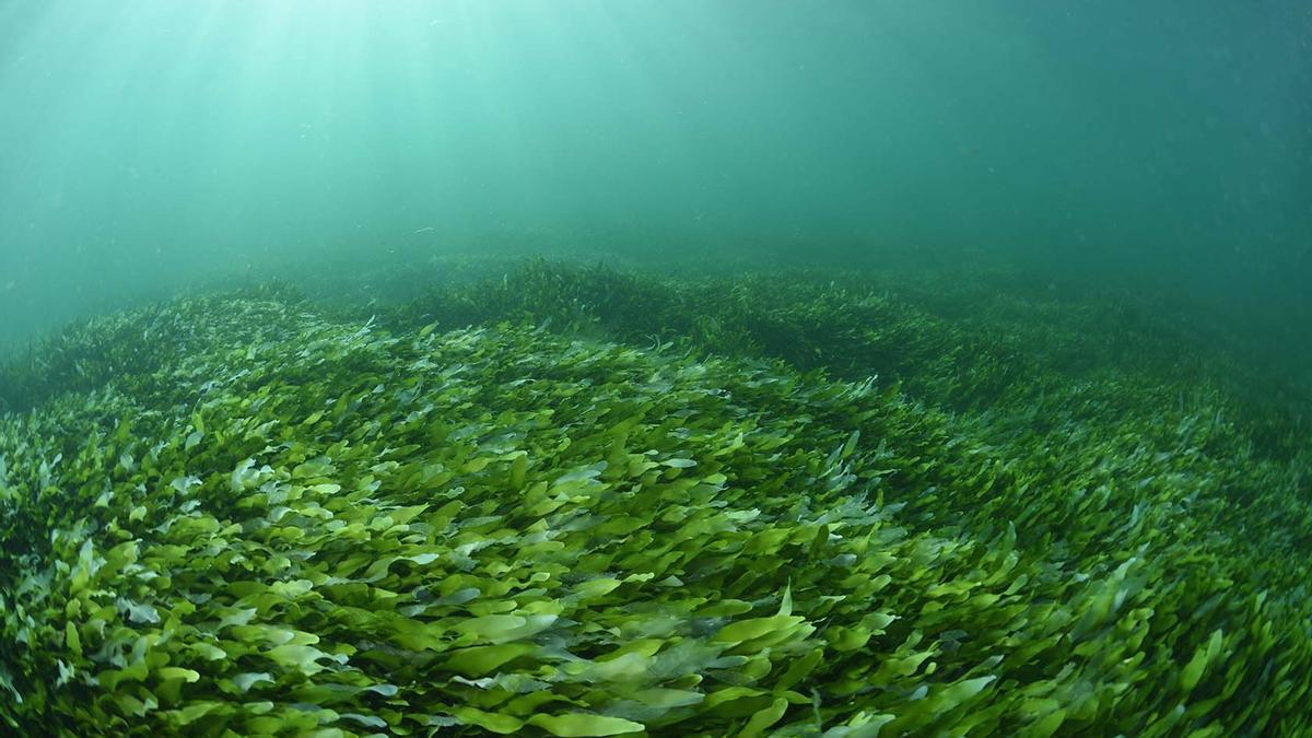El Mar Menor tapizado por el alga Caulerpa prolifera que ha colonizado el fondo marino.