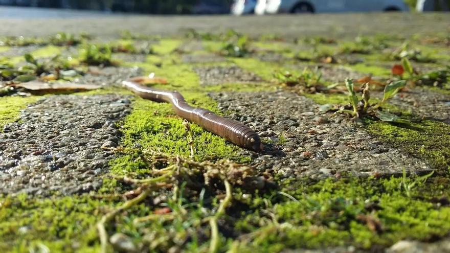 Así contribuyeron los gusanos a la explosión de biodiversidad de la Tierra