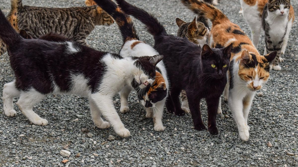 Los gatos callejeros constituyen un problema