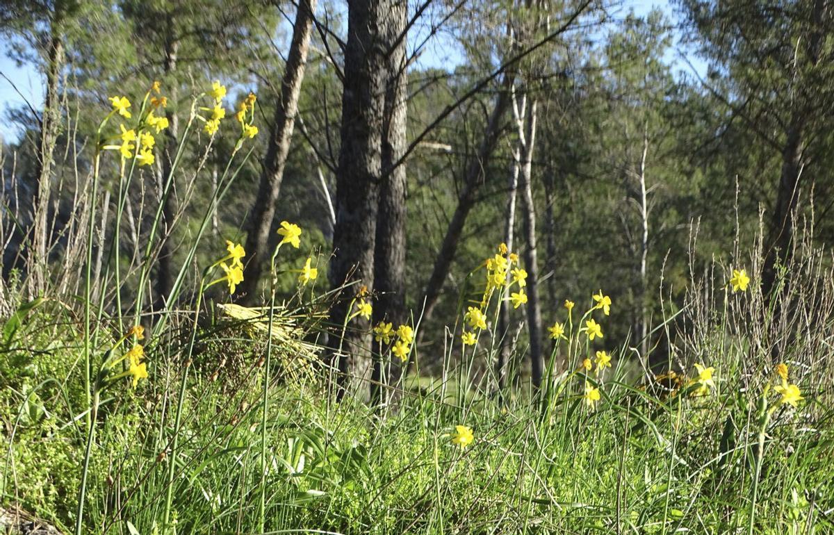 Narcisos de la especie ‘Narcissu jonquilla’, conocido vulgarmente como junquillo oloroso.
