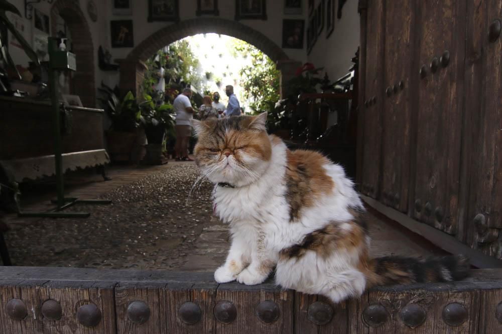 Animado último domingo de Patios