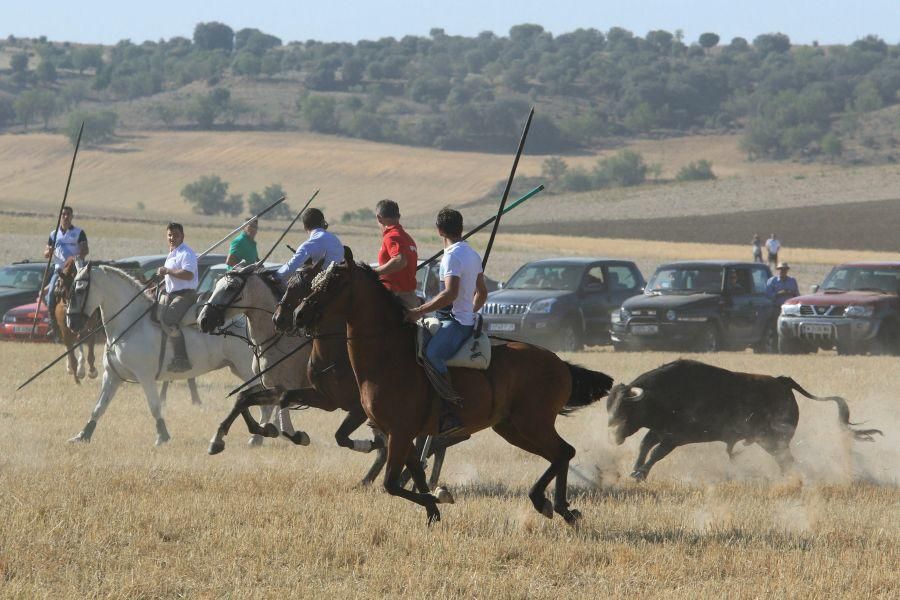 Fiestas en Moraleja del Vino: Encierro