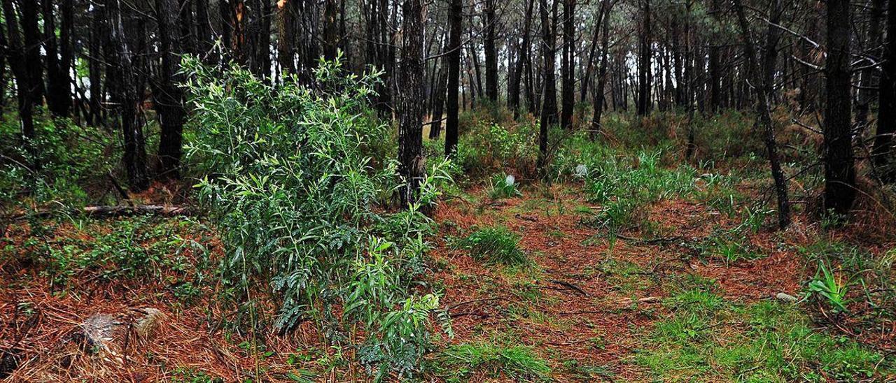 Acacia negra localizada en el parque de Carreirón, en A Illa de Arousa.