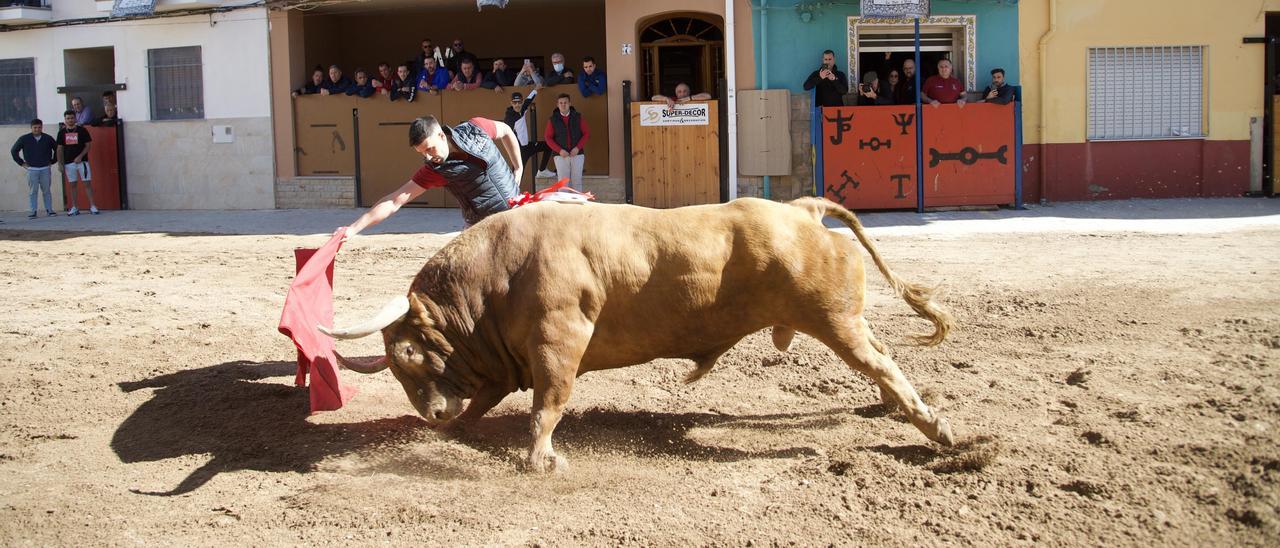 La presentación del Bou de Sant Vicent no dejó a nadie indiferente en la Vall.