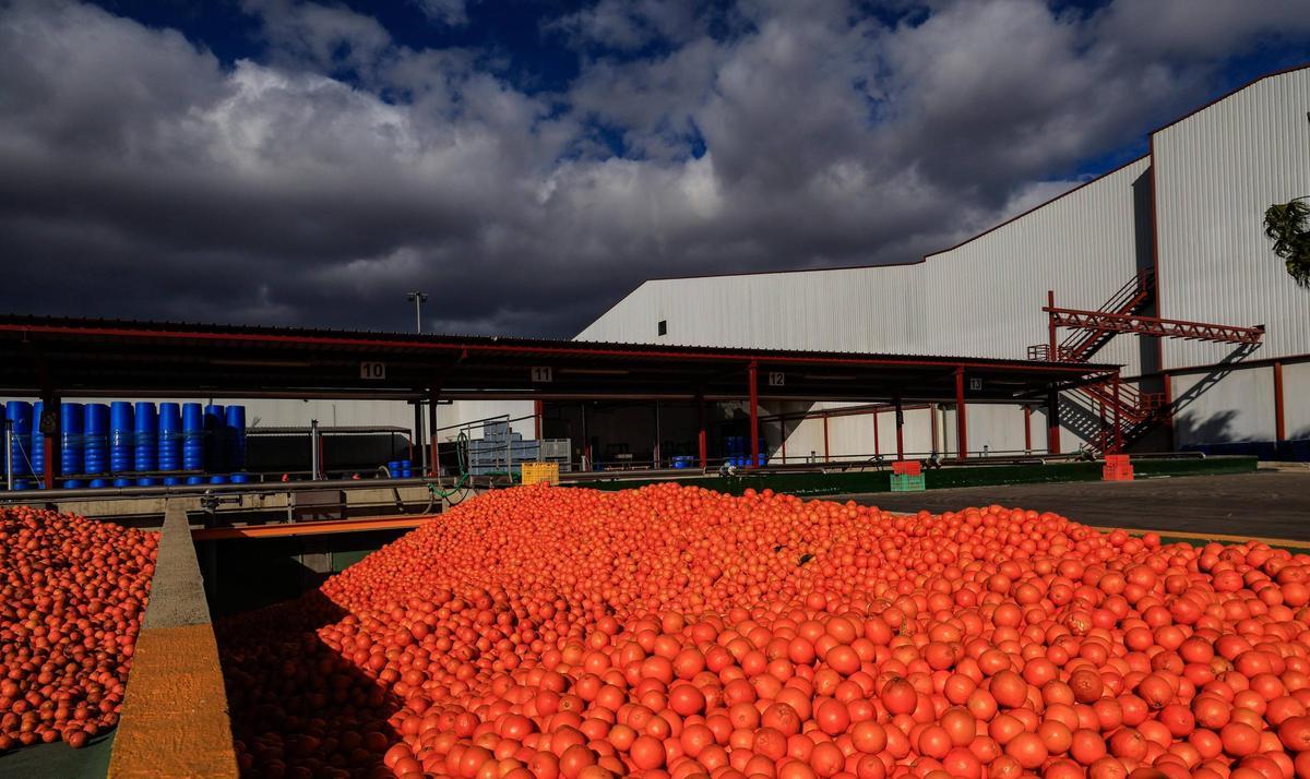 Instalaciones de Agriconsa en Algemesí, en una imagen reciente.