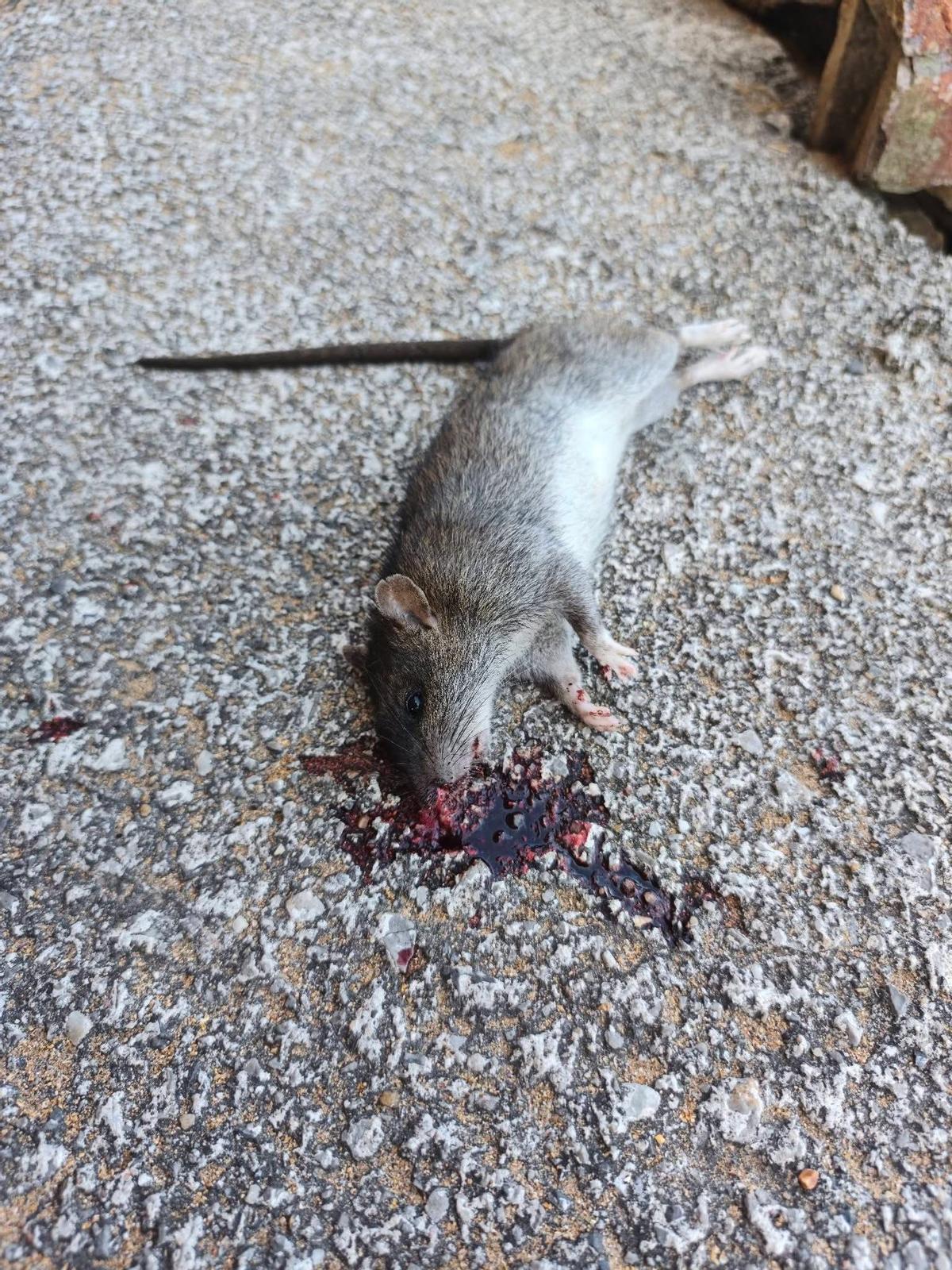 Una rata muerta en los alrededores de la playa del Arbeyal.