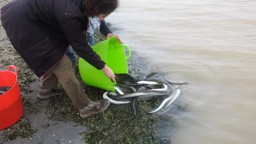 Mortandad de anguilas en el río Francolí