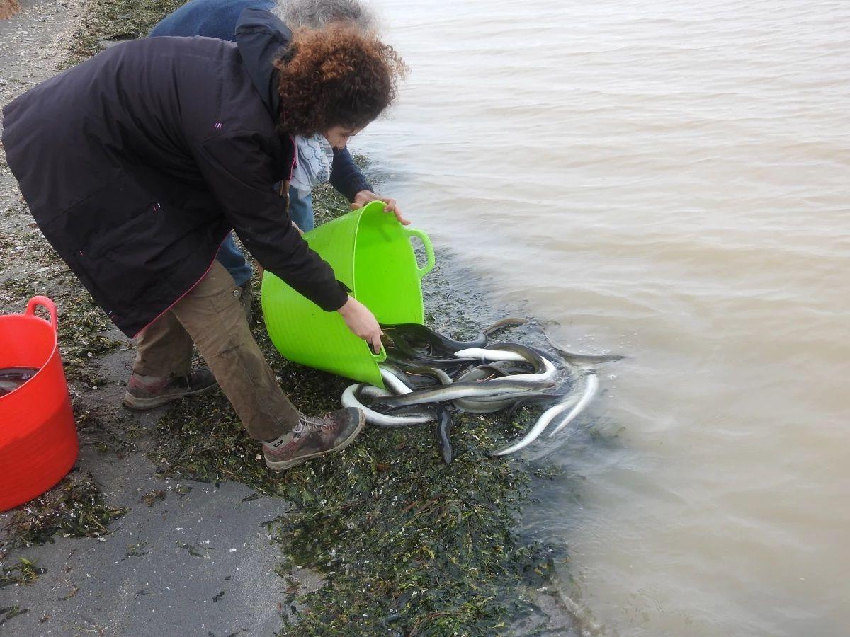 Mortandad de anguilas en el río Francolí