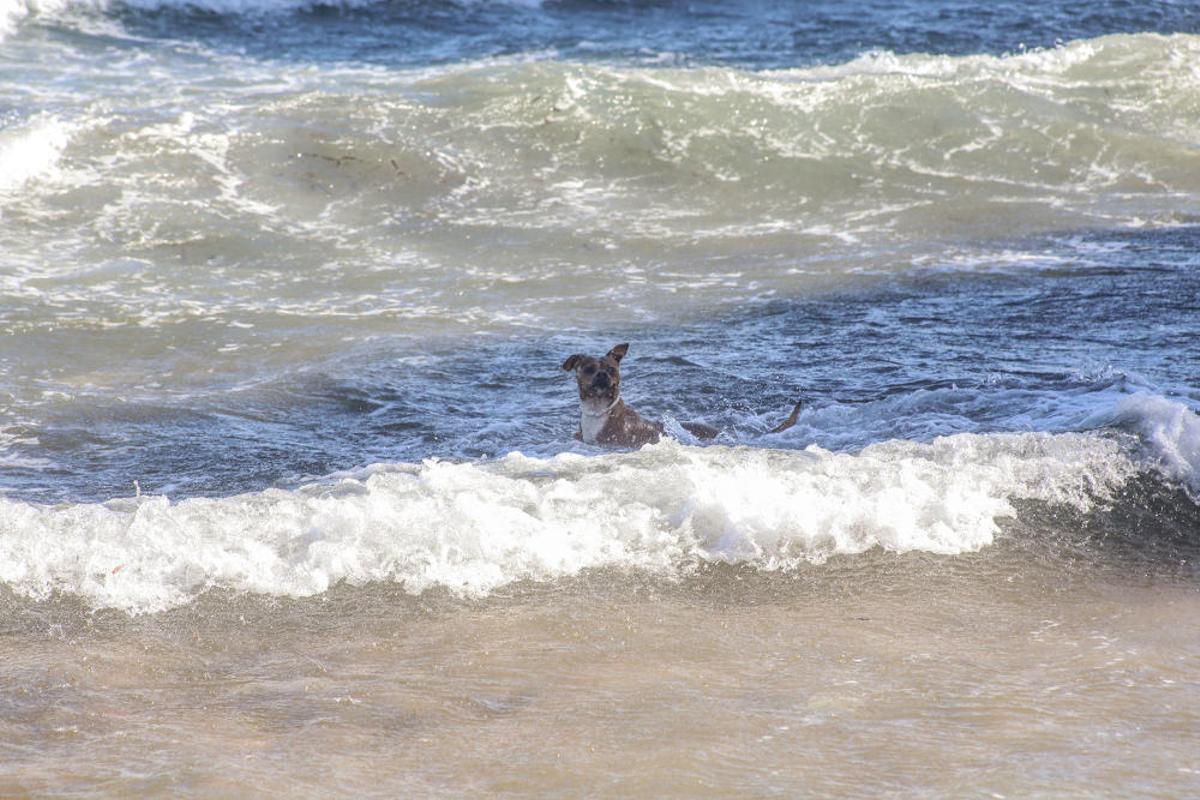 Docenas de usuarios de las playas acompañados de sus perros acudieron a Punta Margallo a pedir respeto y civismo en estos tramos litorales tras los "actos de sabotaje" de las señalizaciones