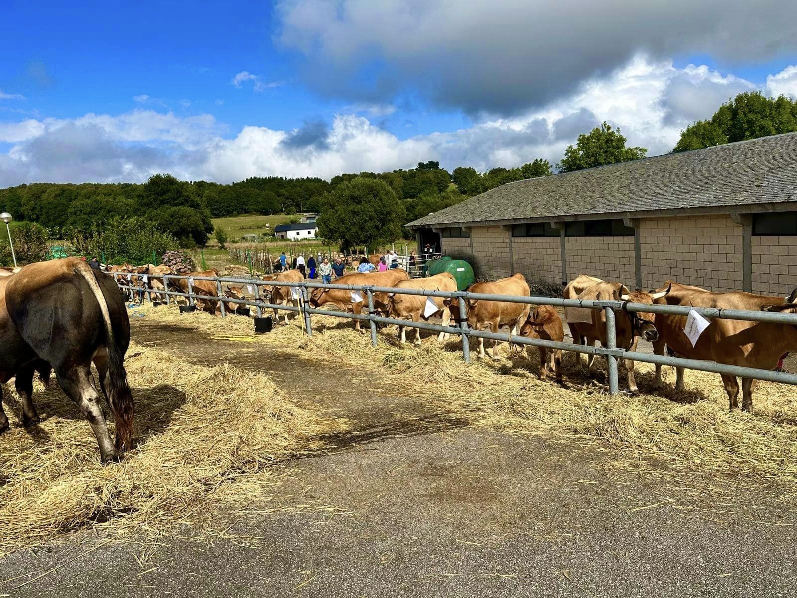 En imágenes: Las reses premiados en el concurso de Asturiana de los Valles de San Martín de Oscos