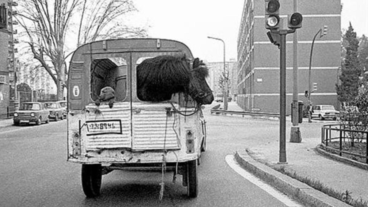 'Transport bestial', fotografía realizada en 1980 en las calles de BCN.