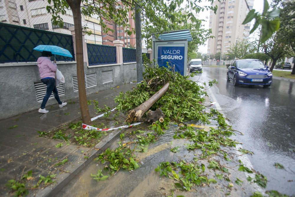 Destrozos de la gota fría en la provincia de Alicante.