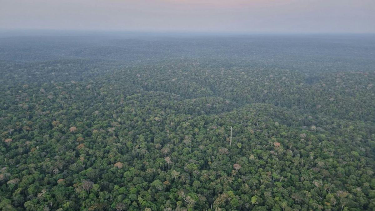 La tala de selvas tropicales dispara el calor y se cobra miles de vidas.