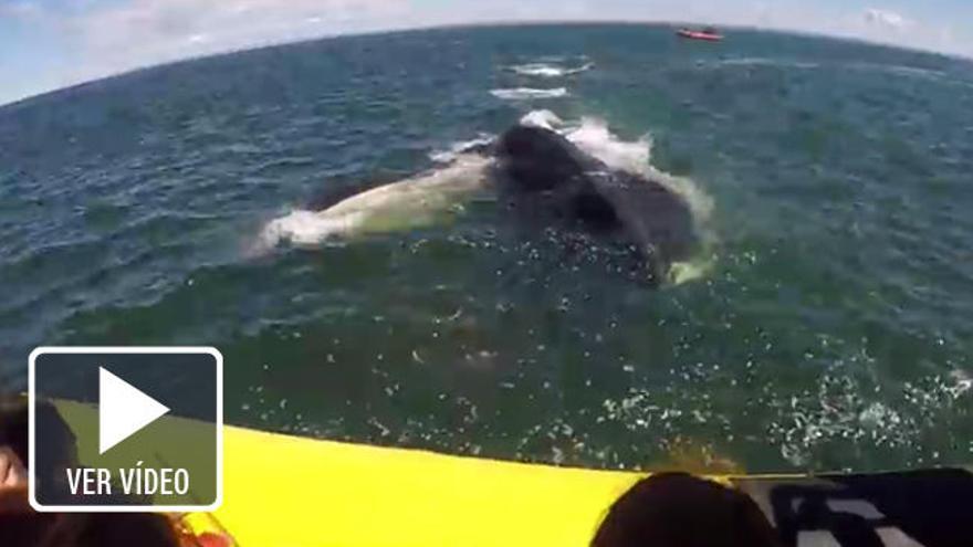 Impactante vídeo en que una ballena gigante casi se traga un bote con pasajeros