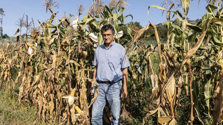 El biológo Pedro Revilla, practica selección genética tradicional del maíz en la Misión Biológica de Galicia en Pontevedra, en un proyecto internacional con 9 países. / JAVIER TENIENTE