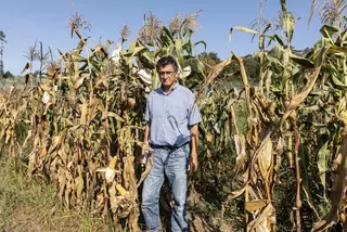Investigadores apoyan la edición genómica para afrontar cultivos contra el cambio climático