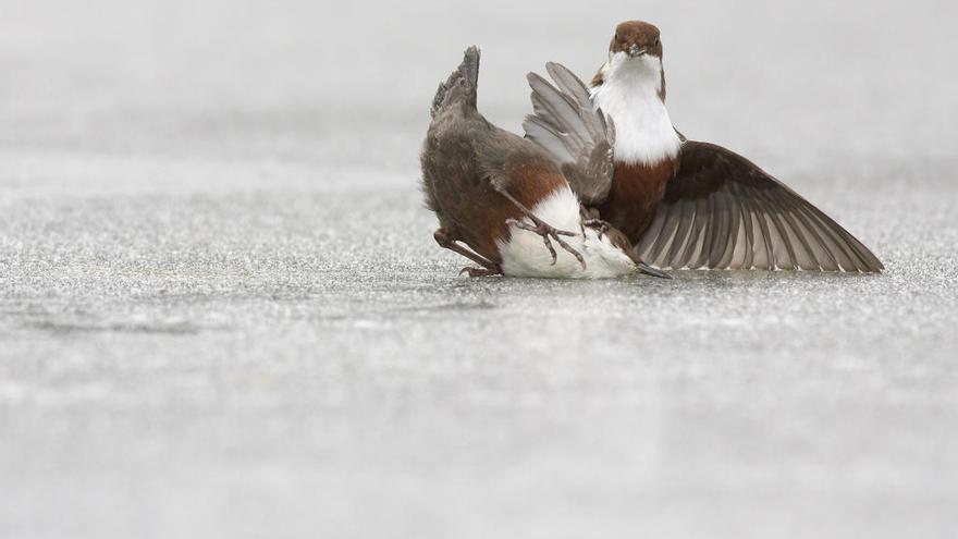 &quot;I am the boss&quot;, de Dario Ferrandi (Italia), seleccionada en la categoría &quot;Aves en acción&quot;.