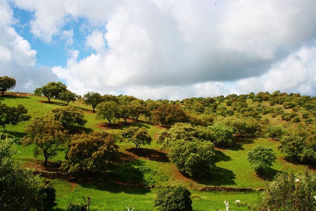 Encinares y dehesas  El horizonte de El Andévalo está cubierto por un manto de dehesas cuajadas de encinas y alcornocales, por cerros y bosques, por embalses y ríos. Es una tierra privilegiada repleta de exquisitos pastos que nutren a ricos rebaños y a piaras de la mejor calidad.