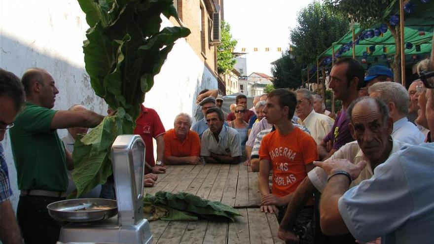 Convocados los concursos del tabaco y el pimiento en Jaraíz de la Vera