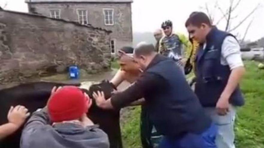 Un grupo de ciclistas se detiene para ayudar a parir a una vaca en una aldea de Galicia