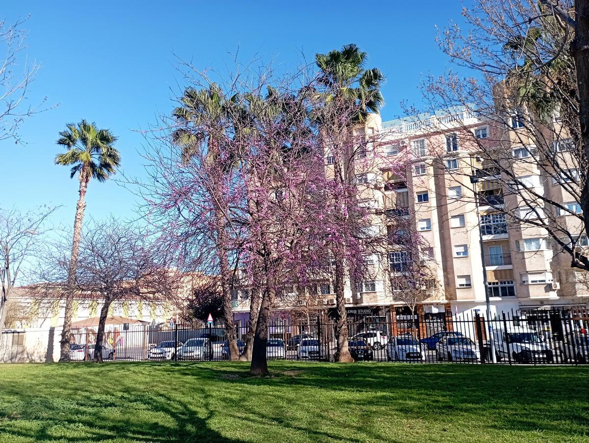 Un árbol del amor pone a punto la floración.