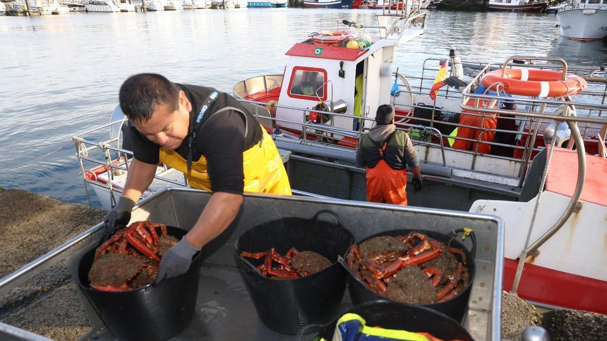 Descarga de centollo en el puerto de O Grove.