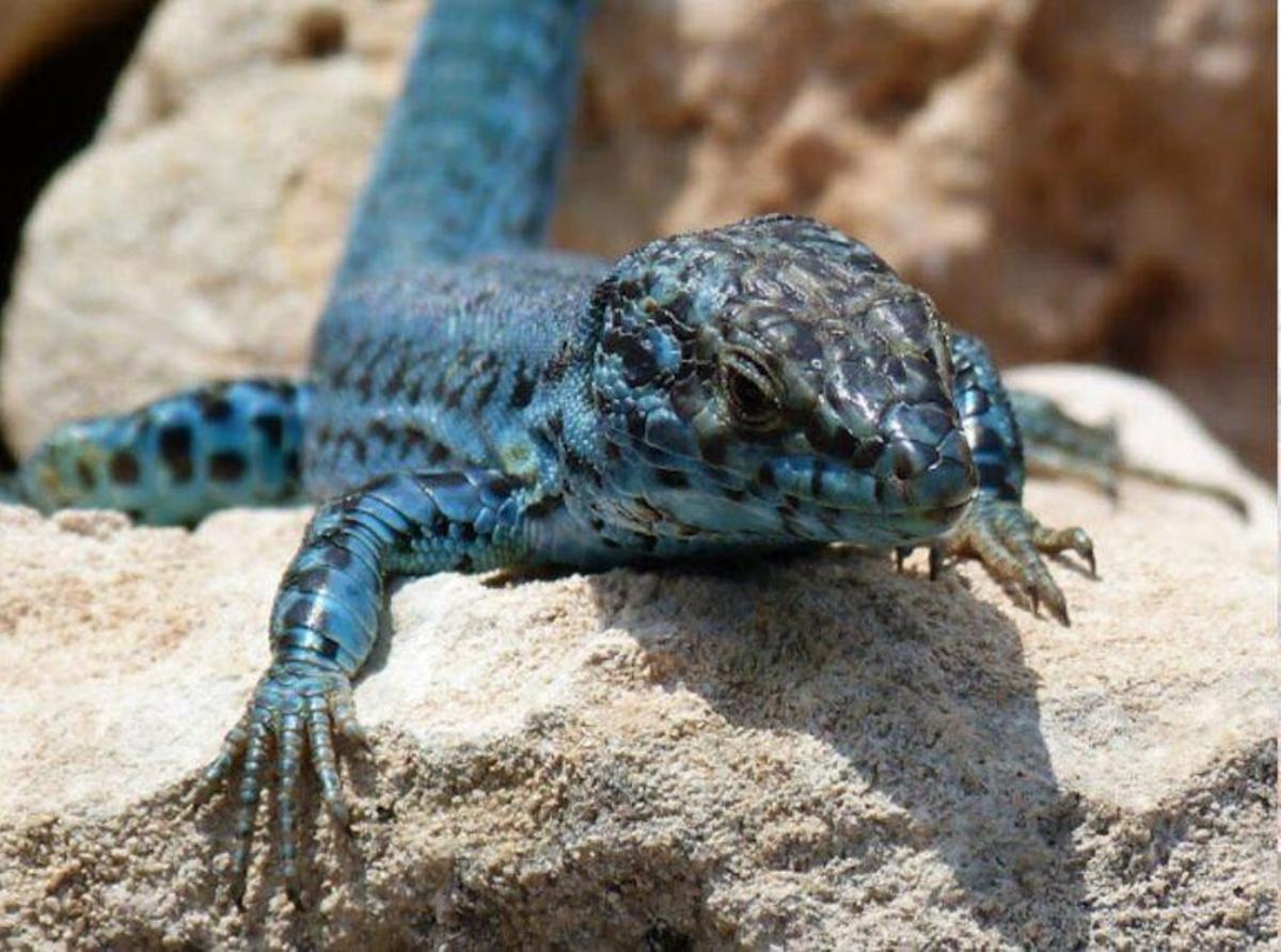 La lagartija de Ibiza, especie única en el mundo, amenazada por culebras invasoras