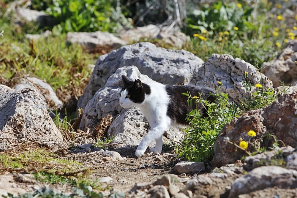 Die Katzen an Palmas Stadtstrand fristen ein trauriges Dasein.