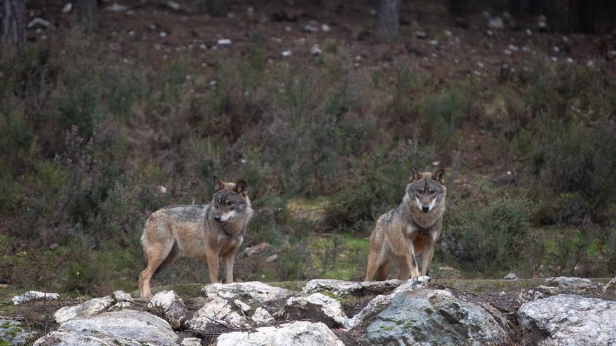 El Gobierno apunta que España debe homologarse a Europa para proteger al lobo