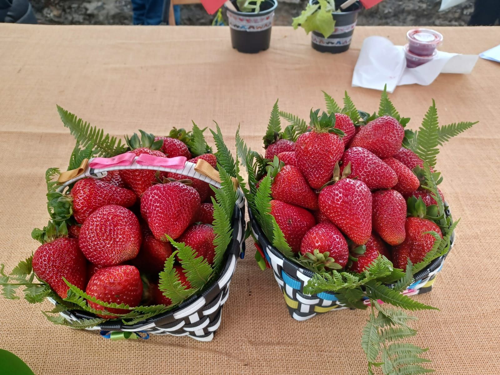 Festival de la Fresa de Candamo: éxito de público y existencias agotadas