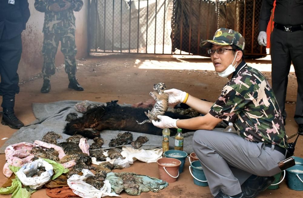 Escándalo en el Templo de los Tigres de Tailandia