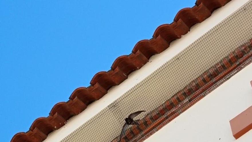 Volar sin descanso desde África y quedar atrapado en un nido tapiado: denuncian la destrucción masiva de colonias en Extremadura