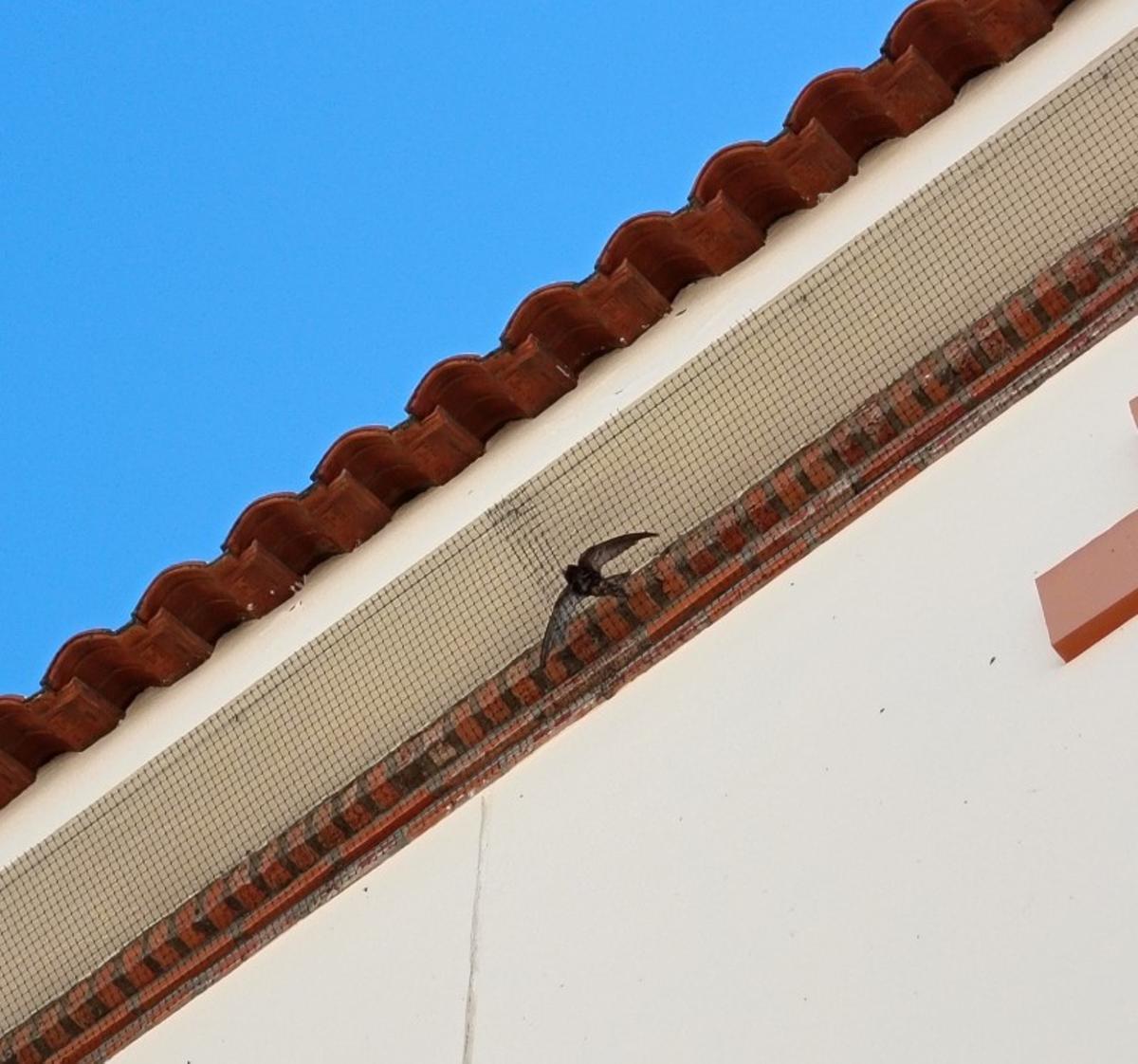Vencejo atrapado en el edificio de la Escuela de Idiomas de Almendralejo.