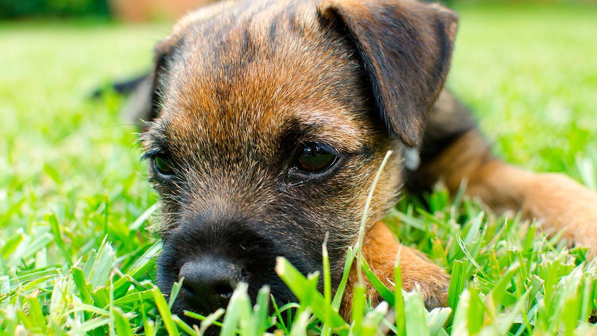 BORDER TERRIER: El perro que mejor se adapta para vivir en un piso o en una  casa con niños