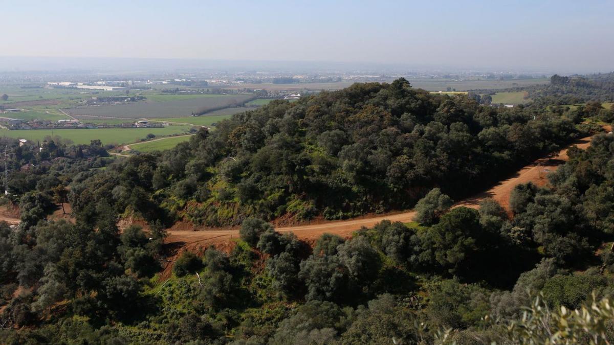 Exceso de ‘combustible’ | El aumento de masa vegetal en los montes es cada vez mayor.