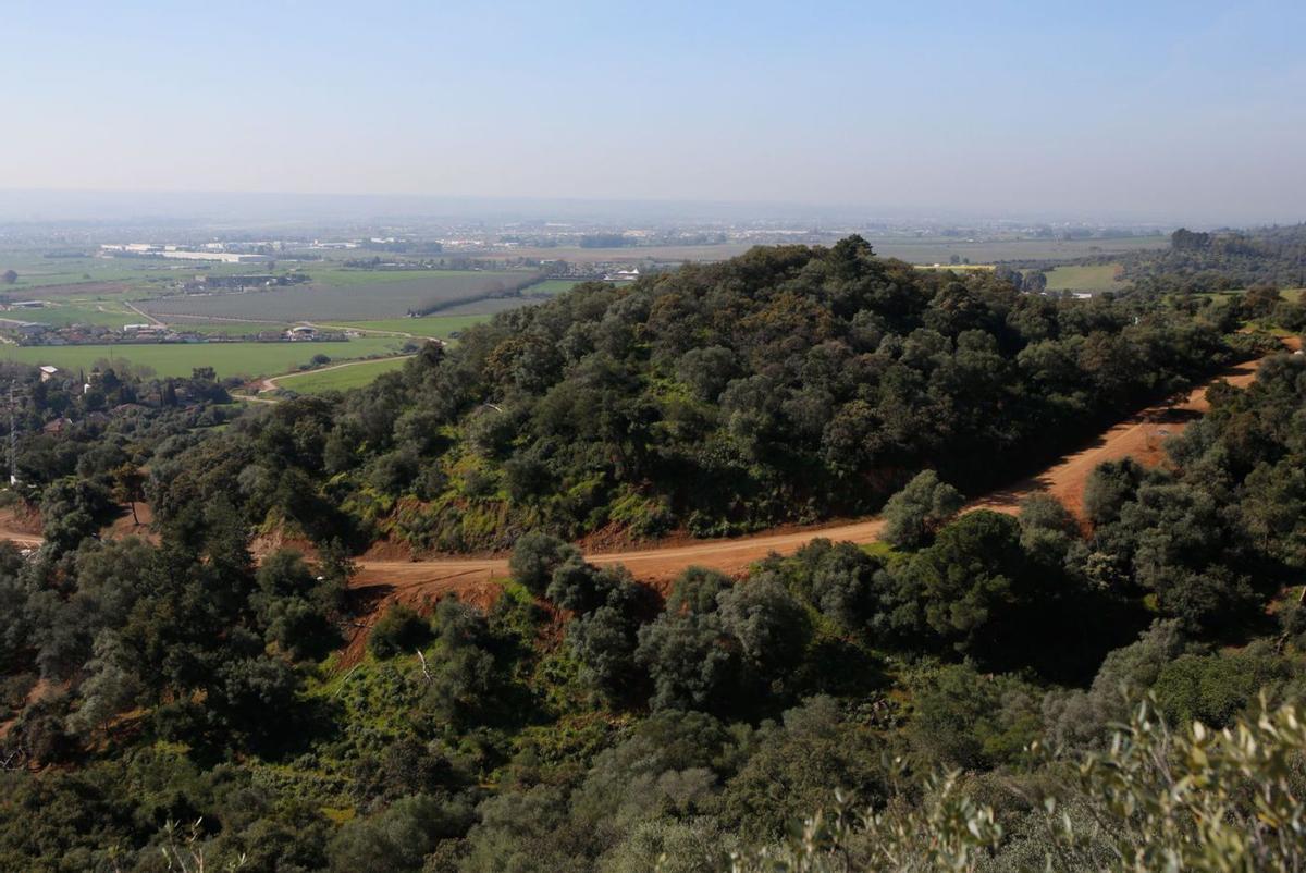 Exceso de ‘combustible’. 8 El aumento de masa vegetal en los montes es cada vez mayor.