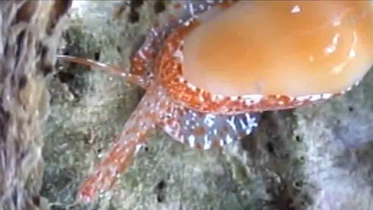 El nuevo molusco encontrado ha sido bautizado como Quini