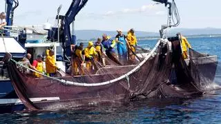 La llamativa pesca de sardina genera 10 millones de euros