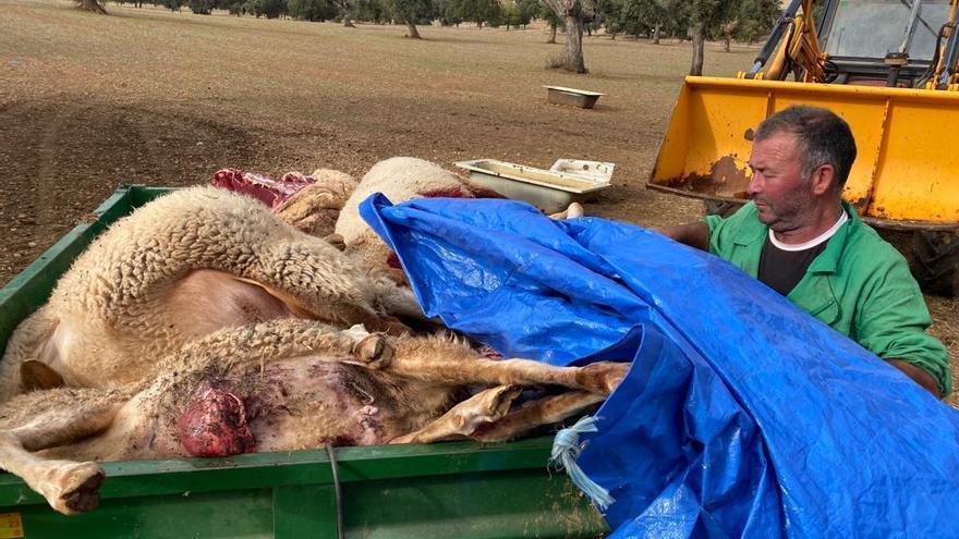 Ovejas muertas en Palacios por el ataque del lobo