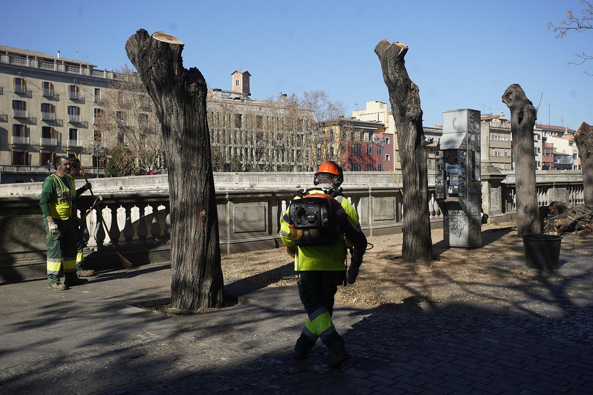 Talen cinc arbres a prop del pont de Pedra de Girona que podien caure