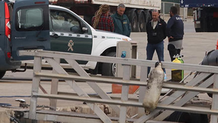 Los compañeros del buzo fallecido lo trasladaron hasta el muelle viejo del puerto.