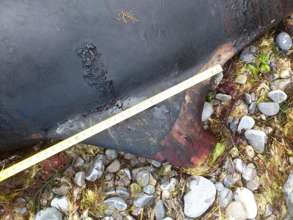Delfín muerto en la costa de Gijón