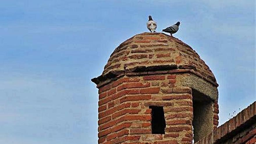 Dos exemplars de coloms, al castell d&#039;Hostalric.